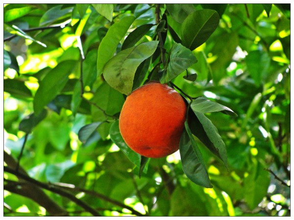 Superfood :: Oranges | YouAnew Lifestyle Nutrition